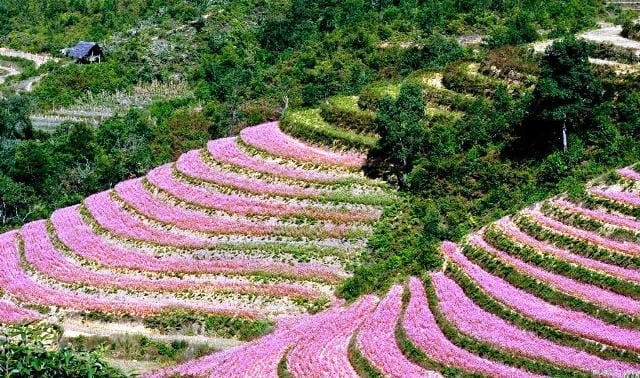 HA GIANG TOUR WITH STONE PLATEAU