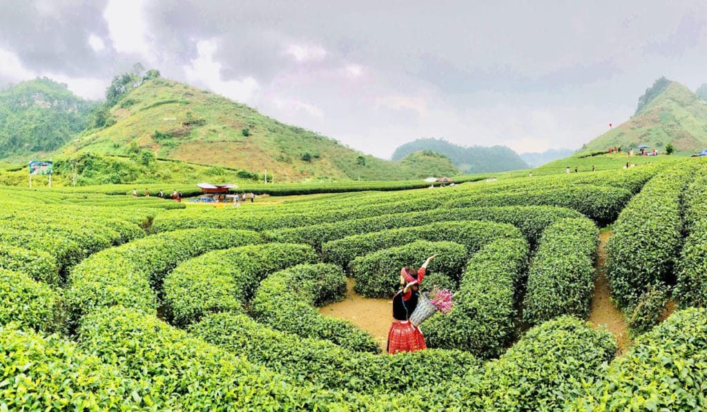 Moc Chau Tour with Bach Long Glass Bridge and Dai Yem Waterfall - 2 Days