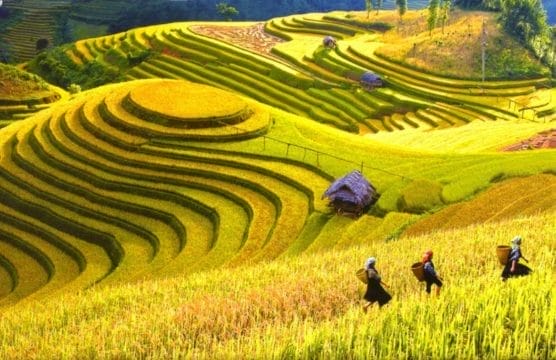 Top 10 Must-Visit Rice Terraces in Vietnam and Unforgettable Activities