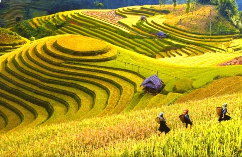 Top 10 Must-Visit Rice Terraces in Vietnam and Unforgettable Activities Kinh-nghiem-di-Sapa-mua-lua-chin-3 Top 10 Must-Visit Rice Terraces in Vietnam and Unforgettable Activities