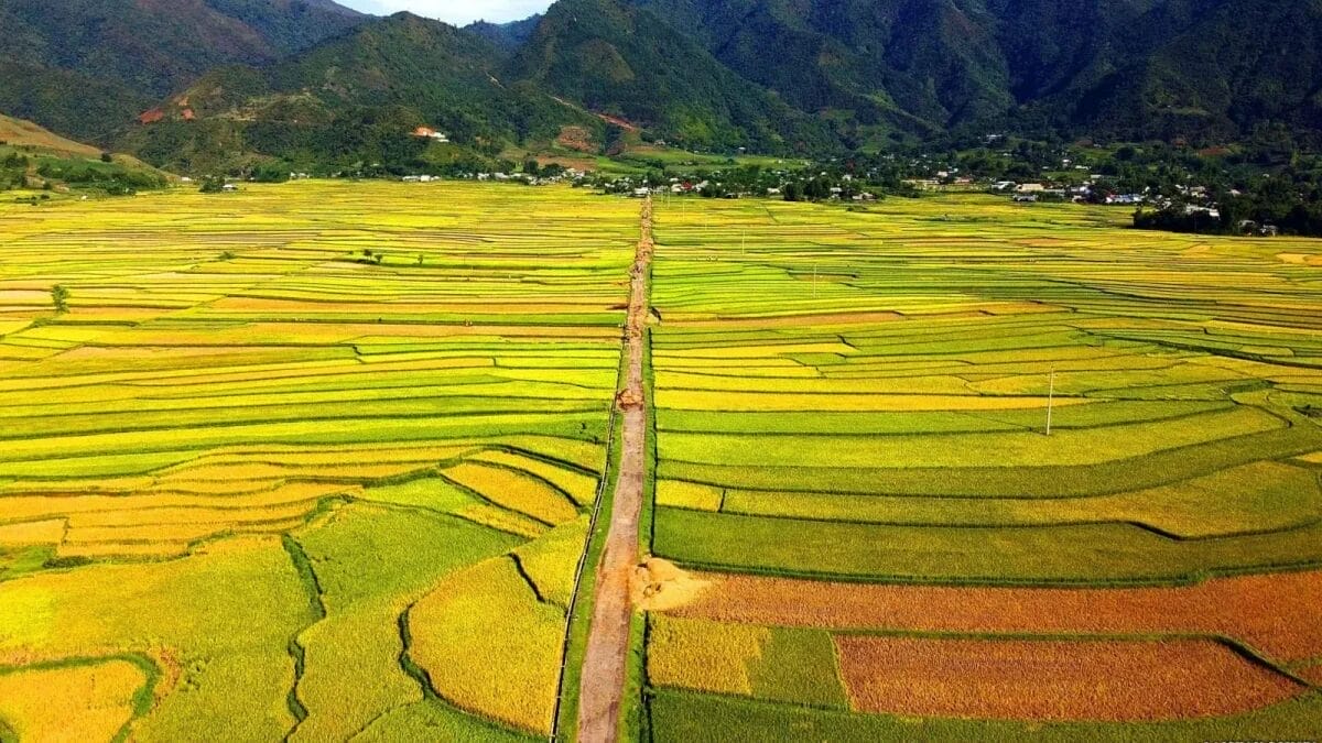 Top 10 Must-Visit Rice Terraces in Vietnam and Unforgettable Activities muong-thanh-rice-field-in-dien-bien-1 Top 10 Must-Visit Rice Terraces in Vietnam and Unforgettable Activities