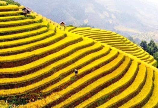 Top 10 Must-Visit Rice Terraces in Vietnam and Unforgettable Activities