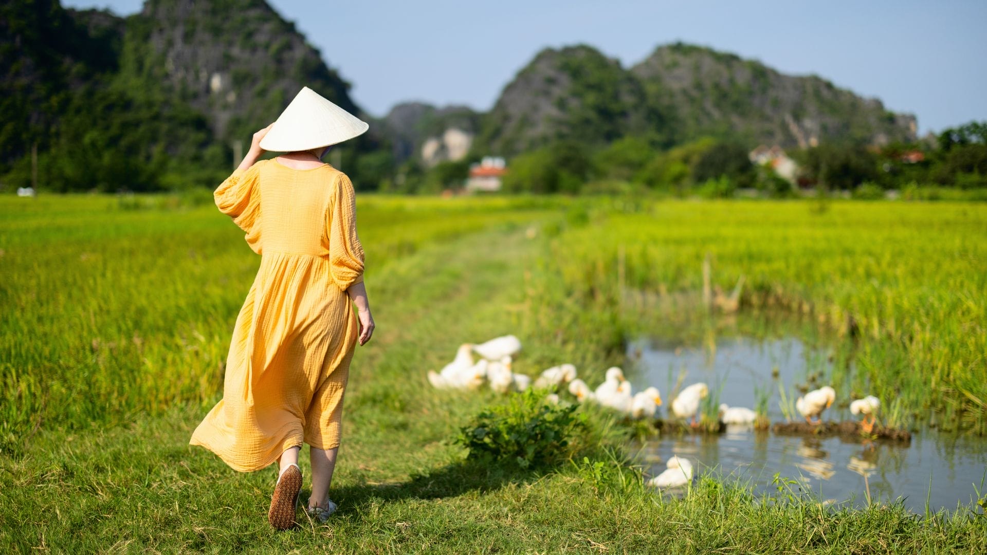 best-time-for-vietnamese-expats-to-return-home-for-major-cultural-festivals-like-tet When is the Best Time for Vietnamese Expats to Return Home?
