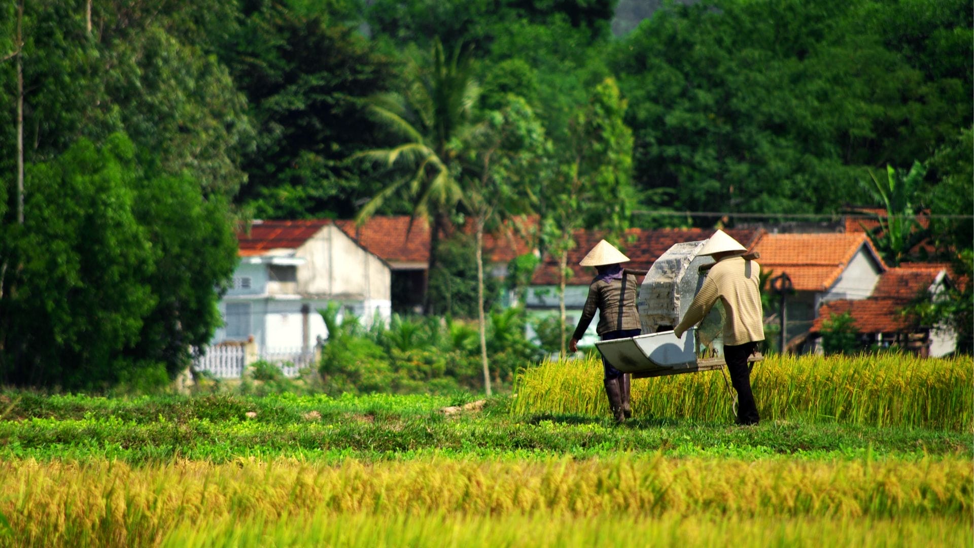 how-can-overseas-vietnamese-plan-a-meaningful-cultural-trip-to-their-ancestral-villages-in-vietnam-6 How Can Overseas Vietnamese Plan a Meaningful Cultural Trip to Their Ancestral Villages in Vietnam?