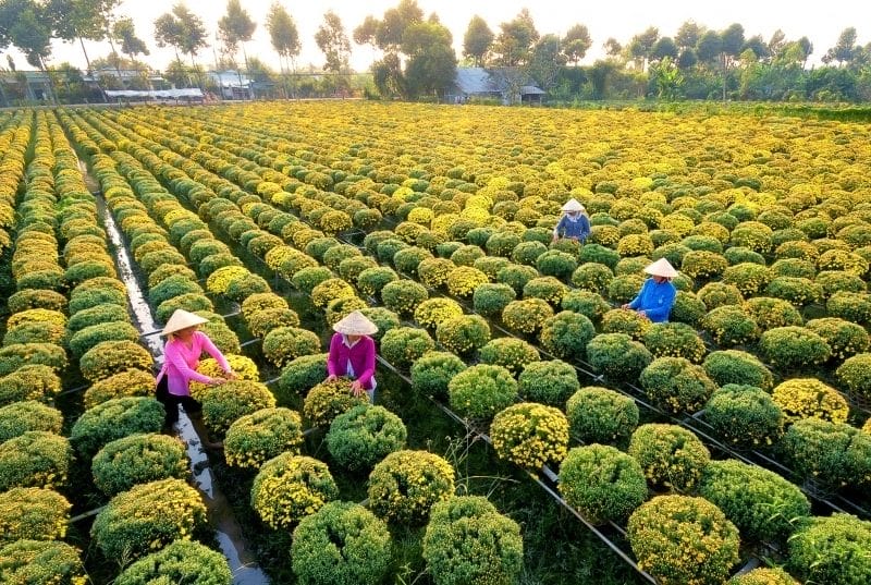 Sa-Dec-Flower-Village-1 Discover the Hidden Gems of Sa Dec in the Mekong Delta: A Unique Adventure