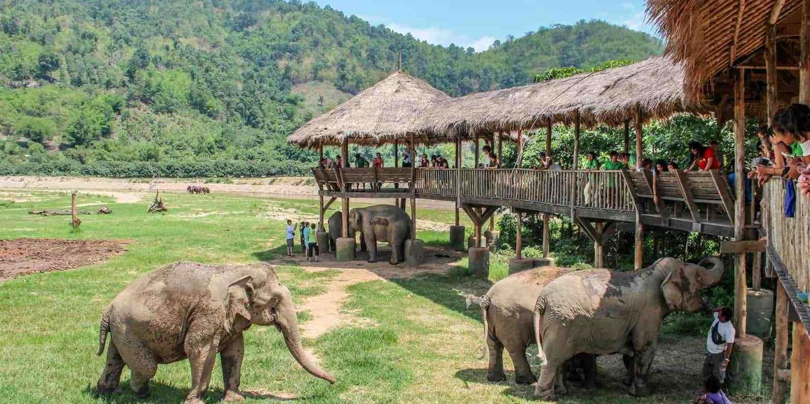 Top Elephant Sanctuaries in Thailand Elephant-Nature-Park–Chiang-Mai Top Elephant Sanctuaries in Thailand