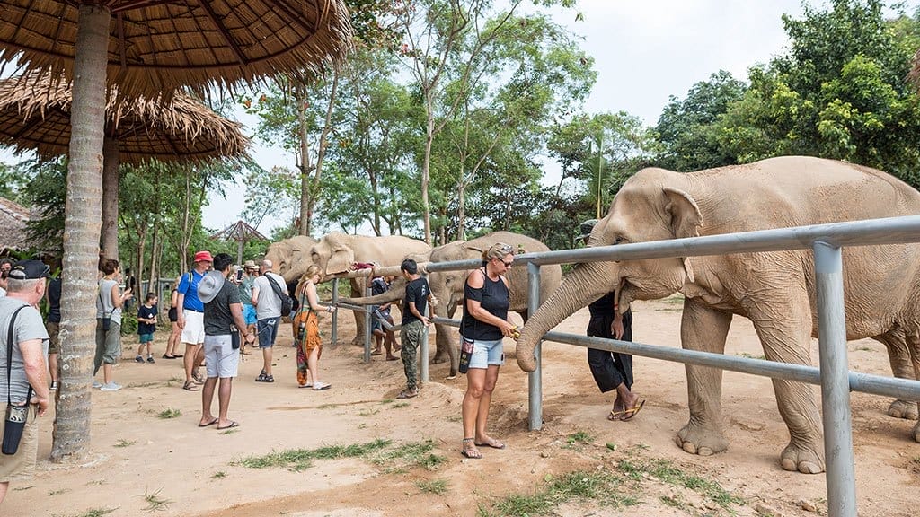 Top Elephant Sanctuaries in Thailand Samui-Elephant-Sanctuary-Experience-1 Top Elephant Sanctuaries in Thailand