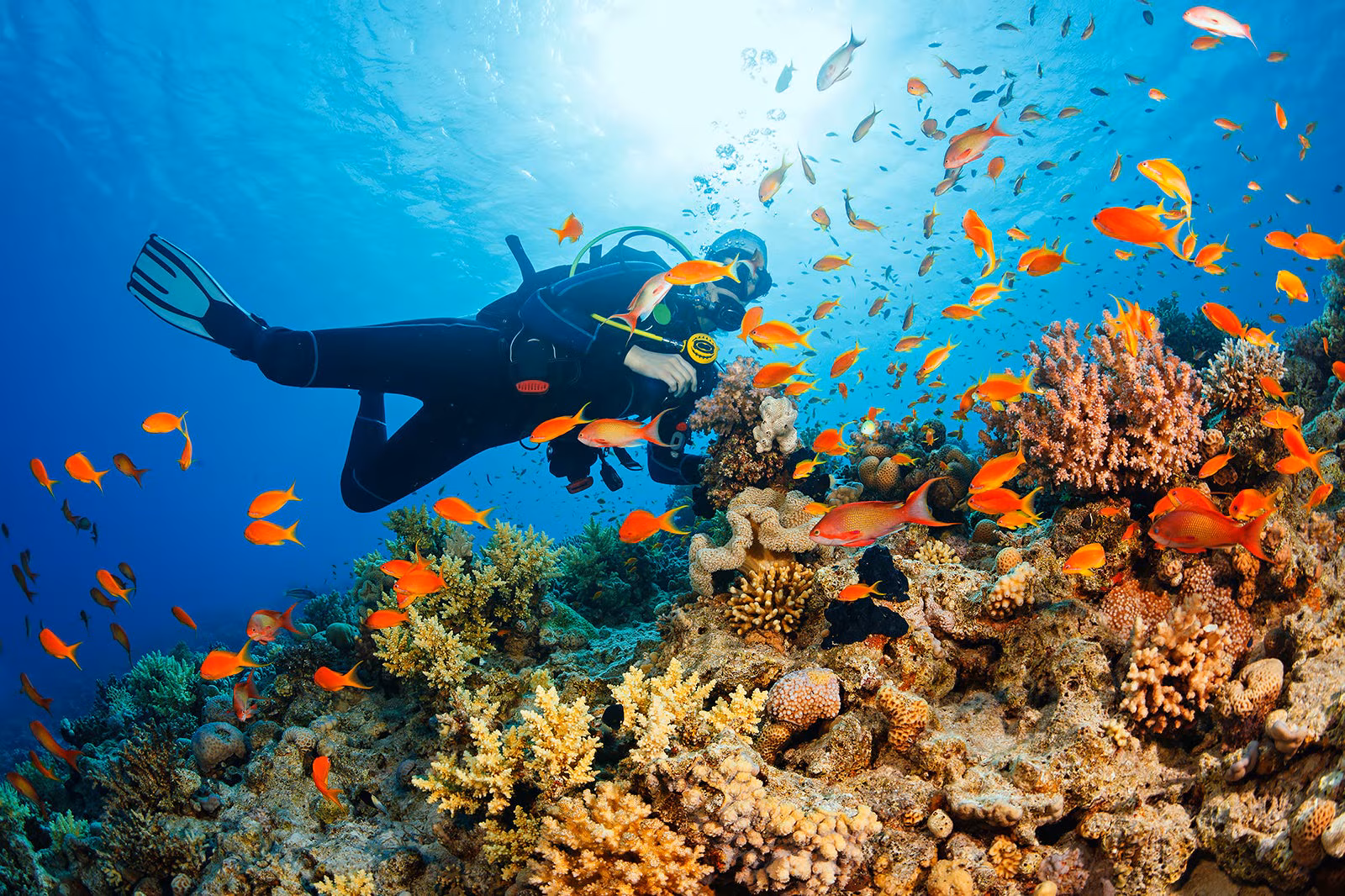 Discover Thailand's Most Breathtaking Beaches: Top 10 Must-Visit Shores scuba-diving-in-Koh-Tao Discover Thailand's Most Breathtaking Beaches: Top 10 Must-Visit Shores