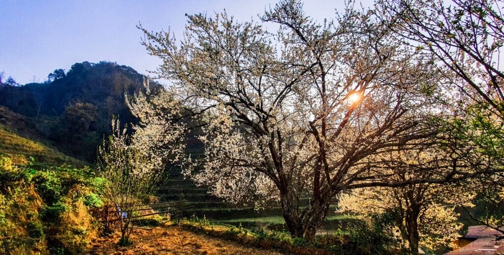 1708423448_212_Lac-loi-vao-mua-hoa-man-dep-say-long-nguoi.j-e1750409841127-1024x519 Bac Ha Hidden Treasures: Beyond the Famous Market