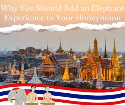 Why You Should Add an Elephant Experience to Your Honeymoon