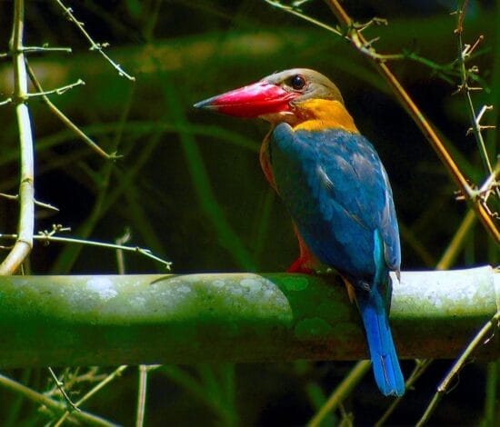 Nam Cat Tien National Park: Travel Tips and Activities bird Nam Cat Tien National Park: Travel Tips and Activities