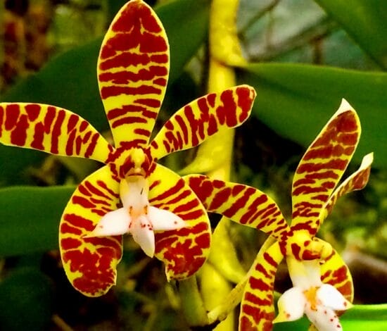 Nam Cat Tien National Park: Travel Tips and Activities flowers Nam Cat Tien National Park: Travel Tips and Activities