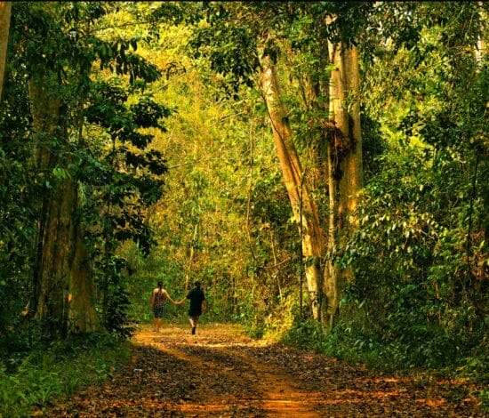 Nam Cat Tien National Park: Travel Tips and Activities nam-cat-tien Nam Cat Tien National Park: Travel Tips and Activities