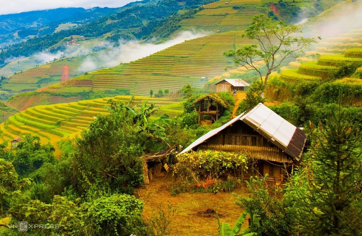 Why Include Mu Cang Chai from Sapa: A Hidden Gem of Northwest Vietnam ripe-rice-season-in-the-highlands-in-the-impression-of-tourists-5 Why Include Mu Cang Chai from Sapa: A Hidden Gem of Northwest Vietnam