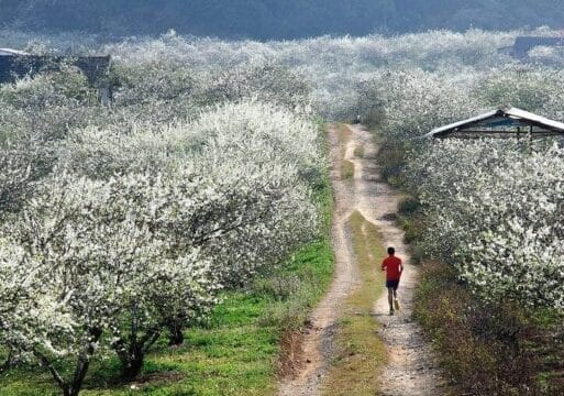 top-nature-trails-in-moc-chau-best-hiking-eco-tour-guide