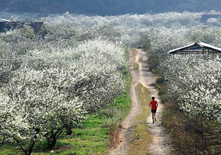 Top Nature Trails in Moc Chau – Best Hiking & Eco-Tour Guide Moc-Chau-Plum-Flower-Valley-Trails-1-e1756259070701 Top Nature Trails in Moc Chau – Best Hiking & Eco-Tour Guide