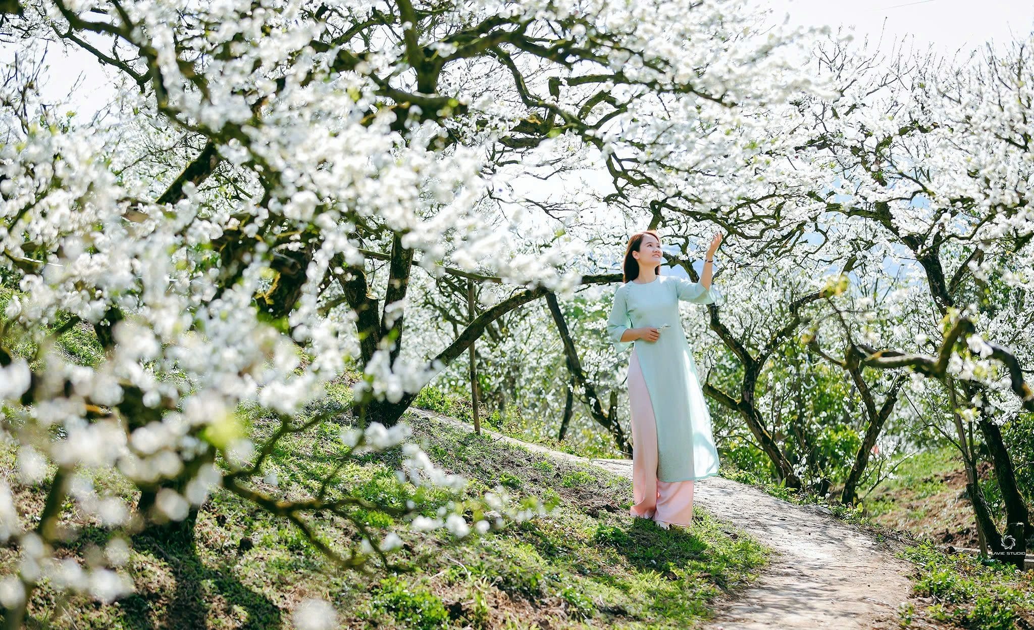 How to Combine Moc Chau and Mai Chau in One Trip moc-chau-tour-1 How to Combine Moc Chau and Mai Chau in One Trip