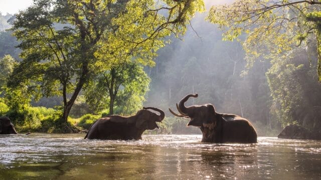 ethical-elephant-sanctuaries-near-chiang-mai